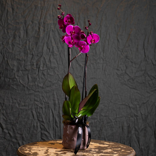 Phalaenopsis Orchid in a pot
