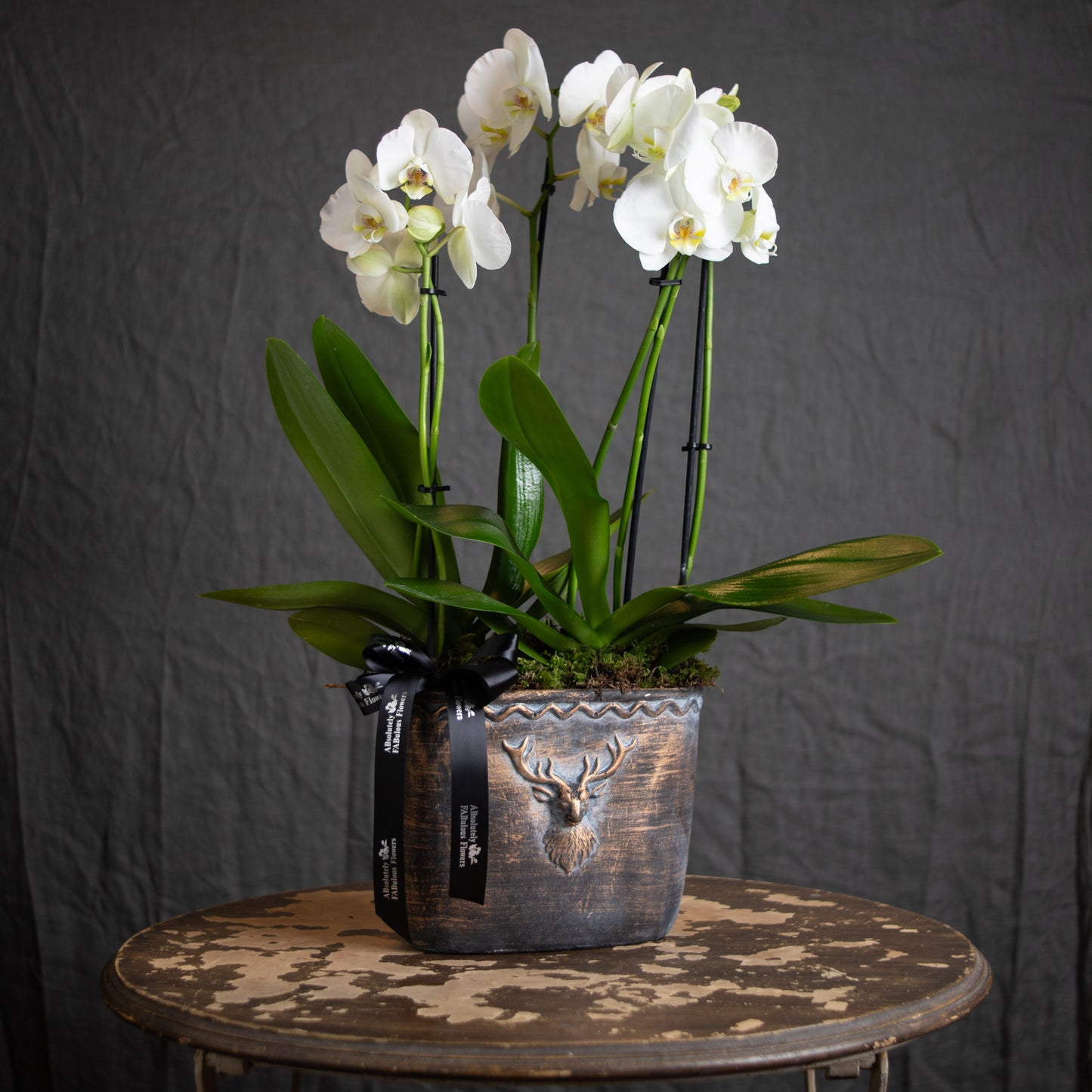 Orchid Plant in Pot - xmas