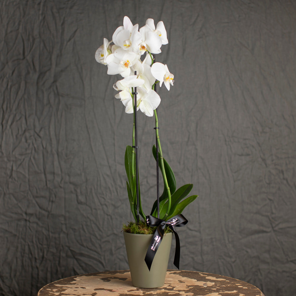 Phalaenopsis Orchid in a pot
