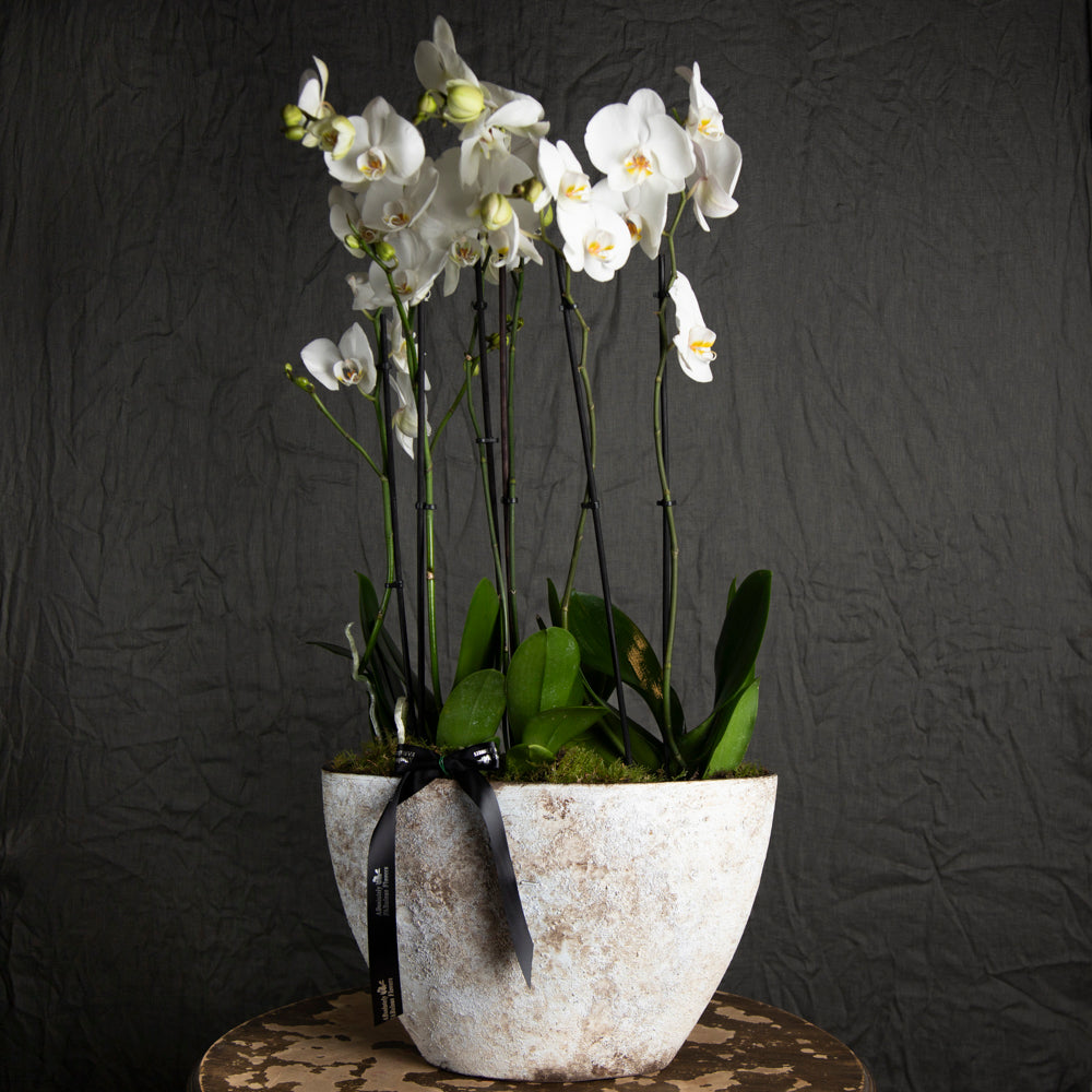 Large Orchid arrangement