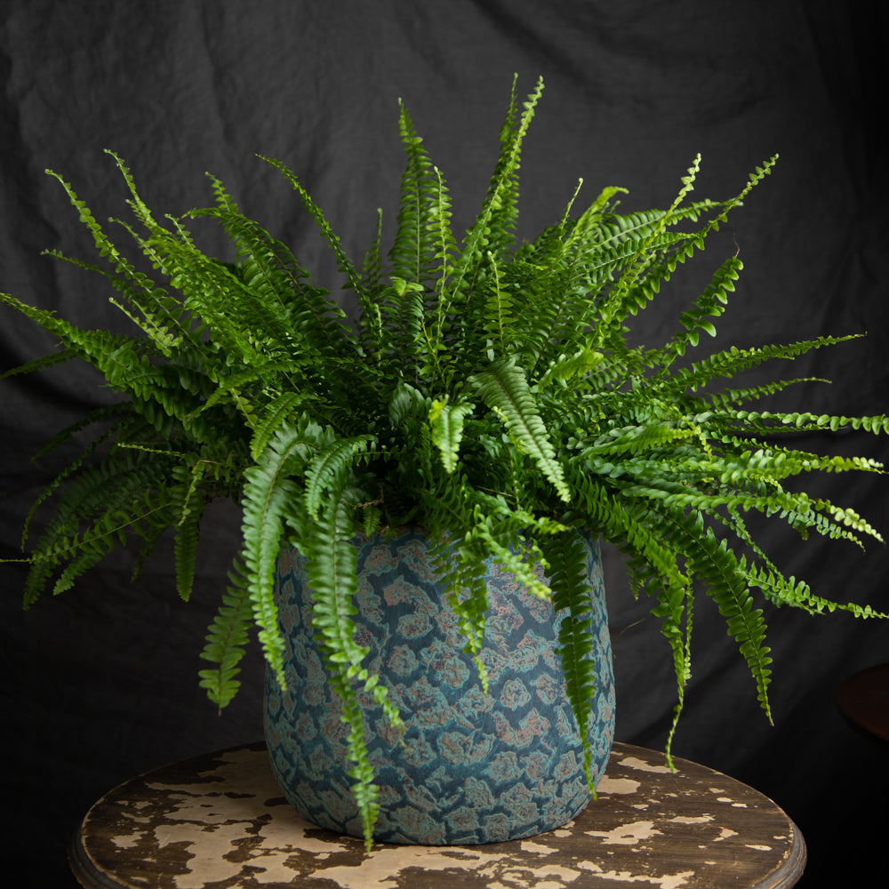 Planted Fern in pot