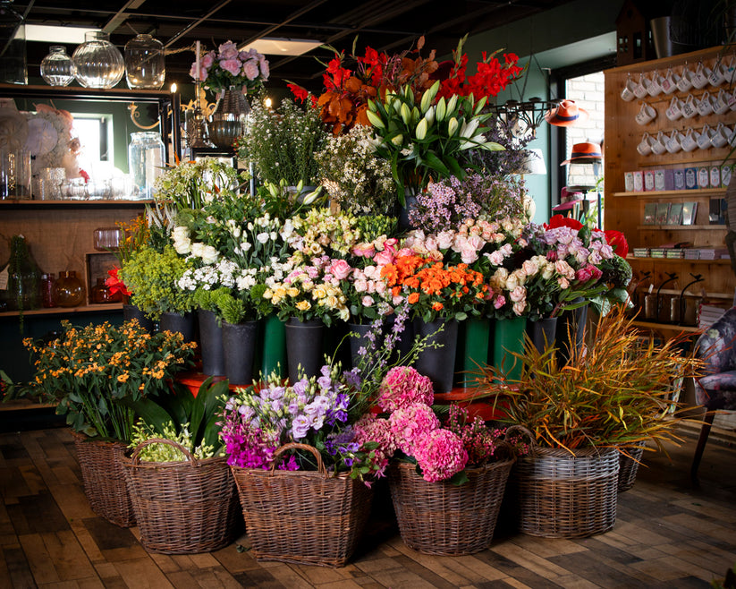 Bird of Paradise Collection