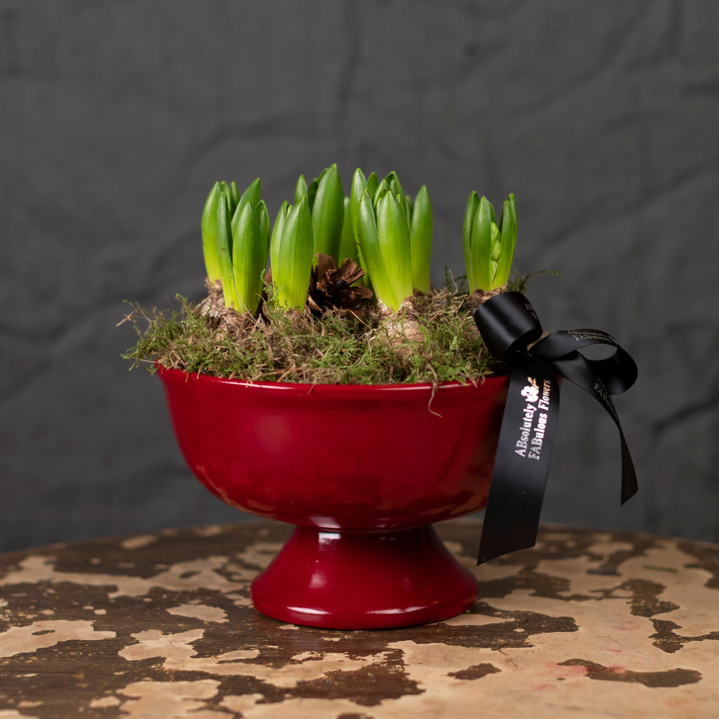 Hyacinth bulbs in planter pot