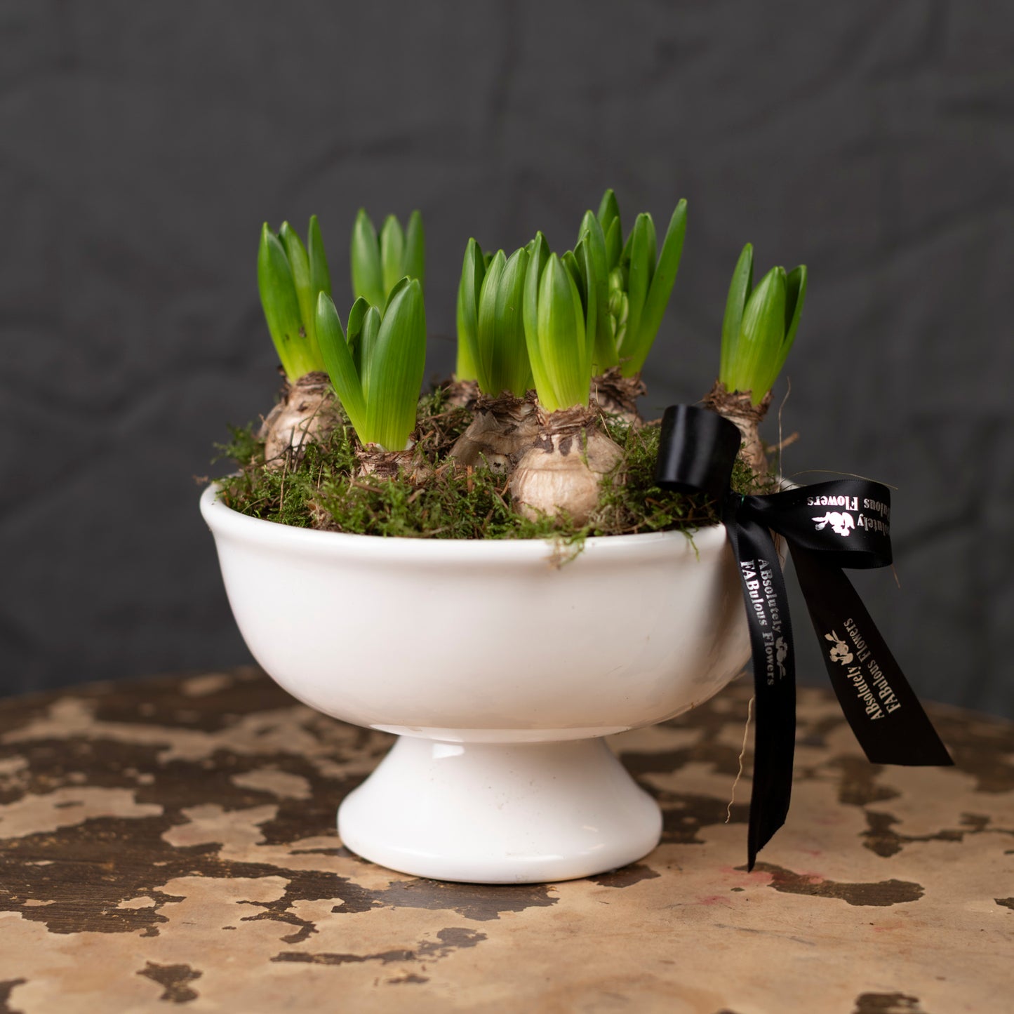 Hyacinth bulbs in planter pot