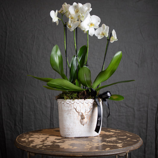 Orchid Plant in Pot