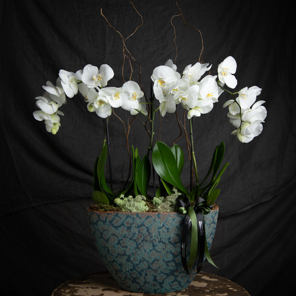Large Orchid arrangement in pot