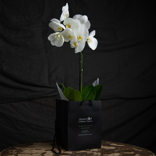 Orchid in gift bag